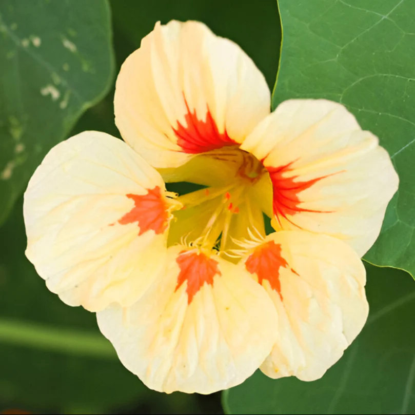Nasturtium (Peach Melba) – 6 Seeds (WINTER)