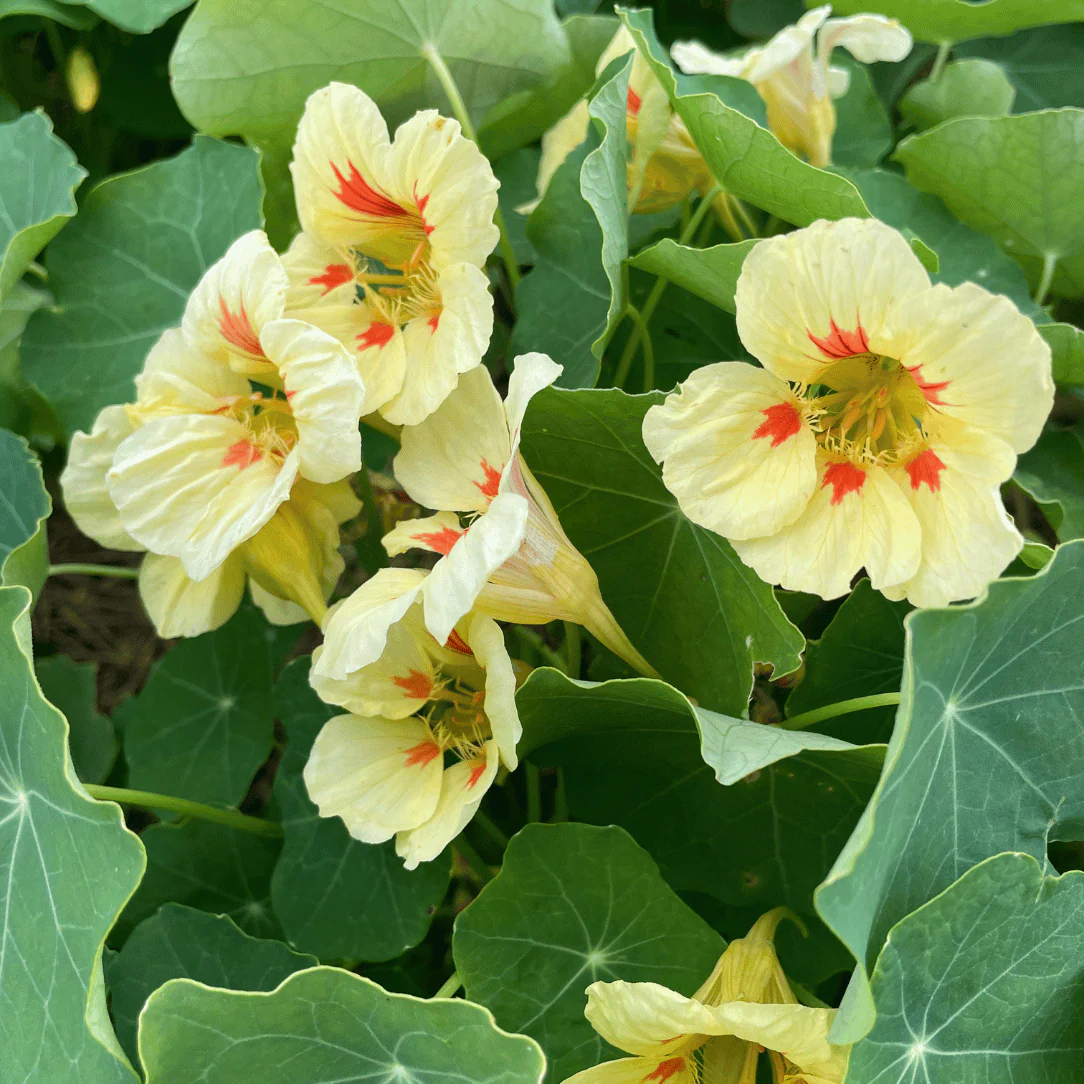 Nasturtium (Peach Melba) – 6 Seeds (WINTER) - Image 2