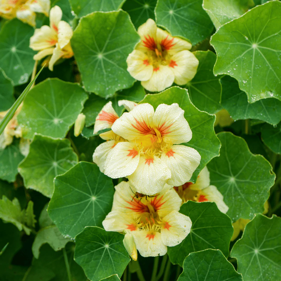 Nasturtium (Peach Melba) – 6 Seeds (WINTER) - Image 3