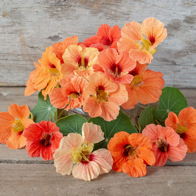 Nasturtium (Salmon Baby) – 6 Seeds (WINTER)