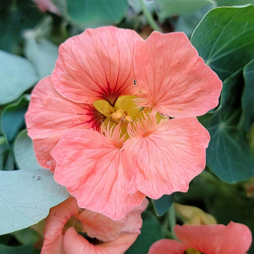 Nasturtium (Salmon Baby) – 6 Seeds (WINTER) - Image 2