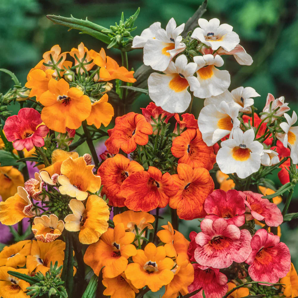 Nemesia Carnival Mix – 100+ Seeds (WINTER)