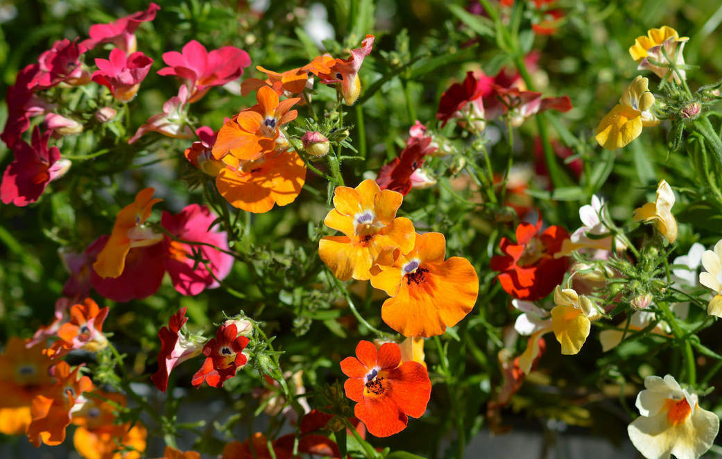 Nemesia Carnival Mix – 100+ Seeds (WINTER) - Image 2