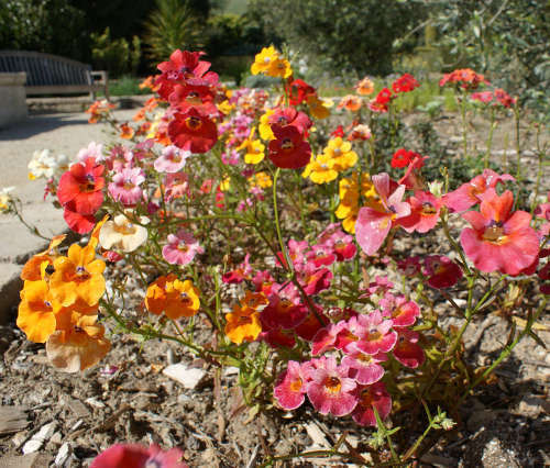 Nemesia Carnival Mix – 100+ Seeds (WINTER) - Image 3