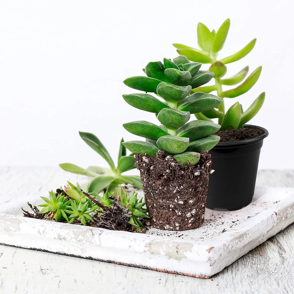 Nursery Pots (Plastic) for Seedlings - Image 2