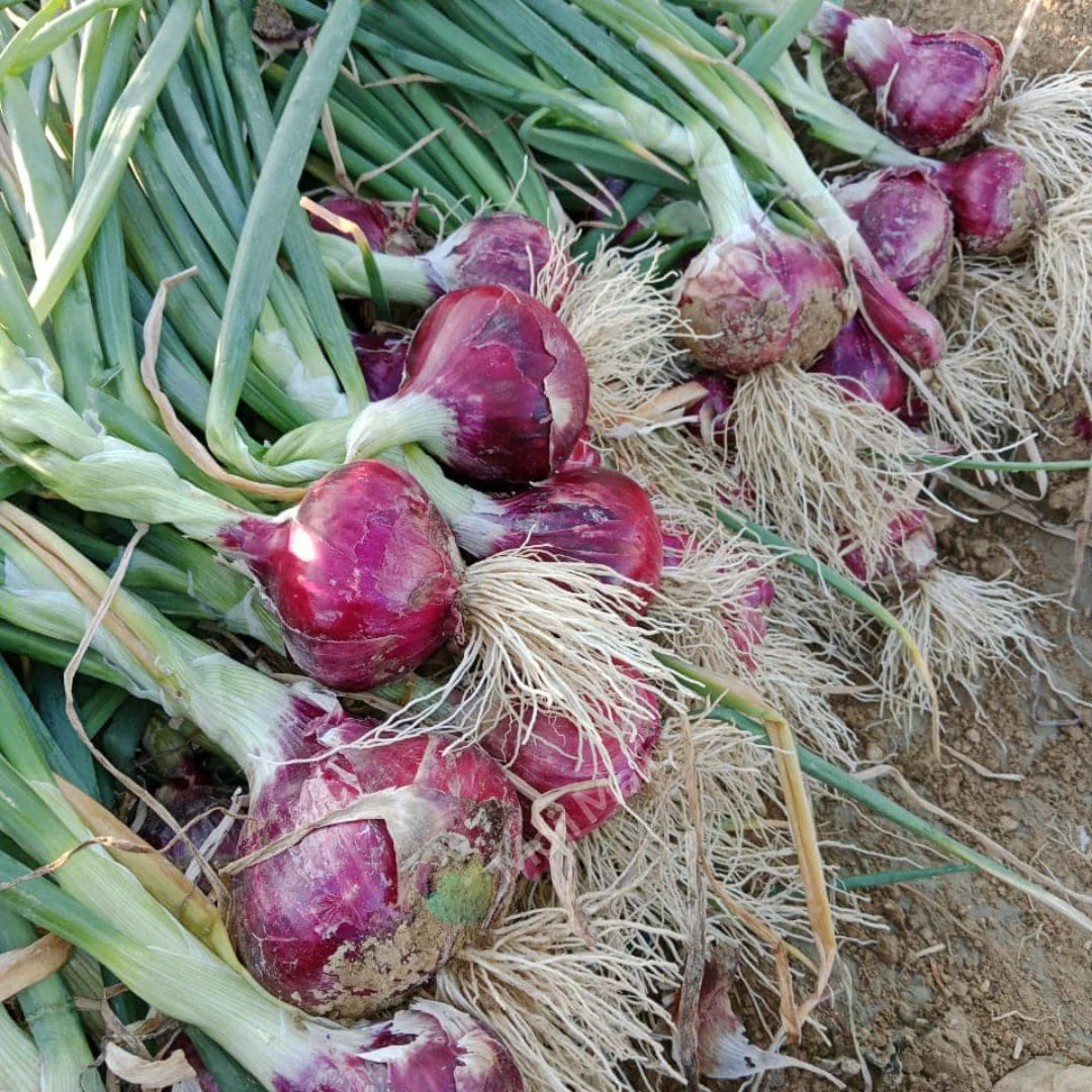 Onion Hazari – 300+ Seeds - Image 2
