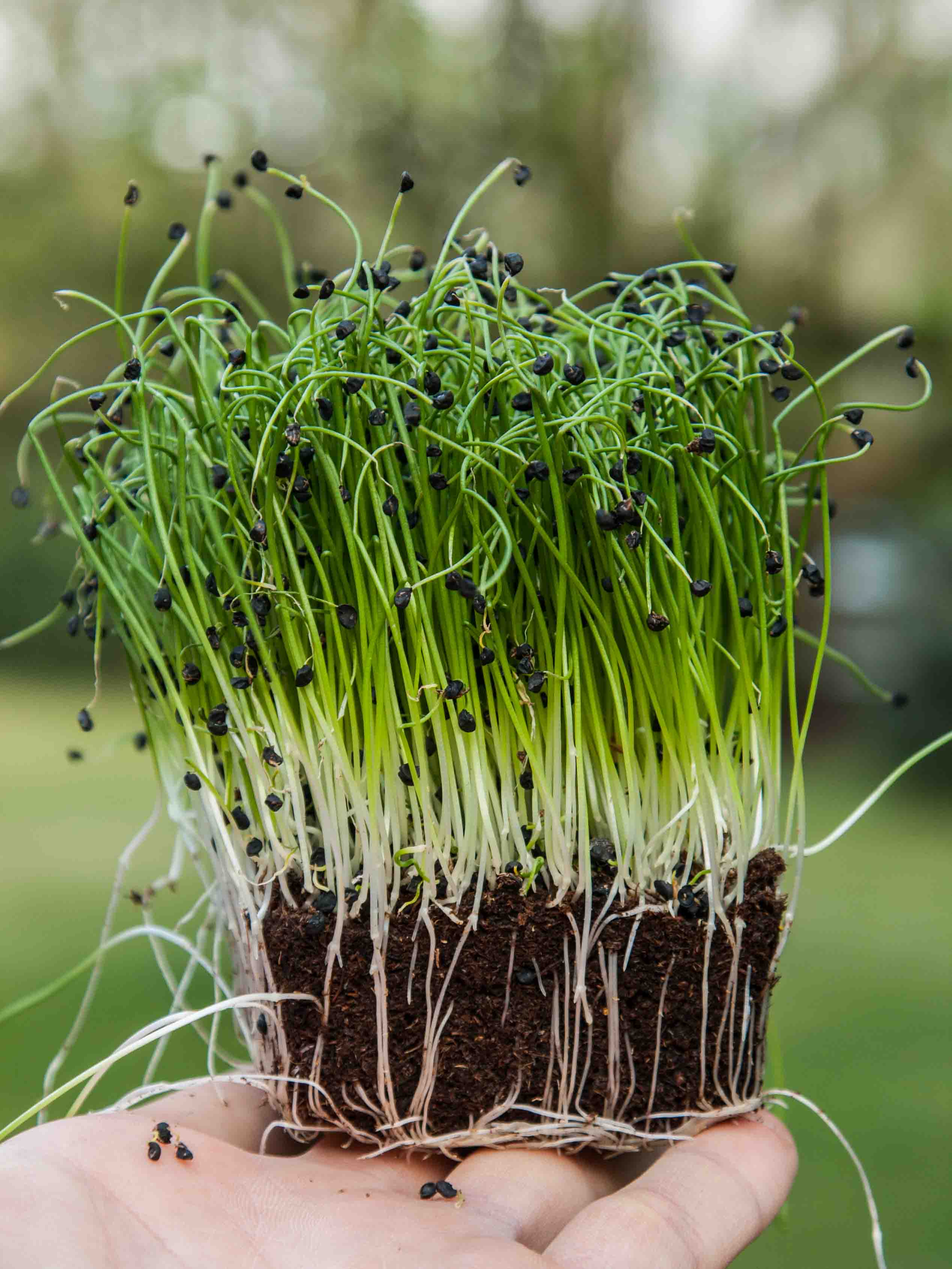 Onion: Microgreens Seeds - Image 3