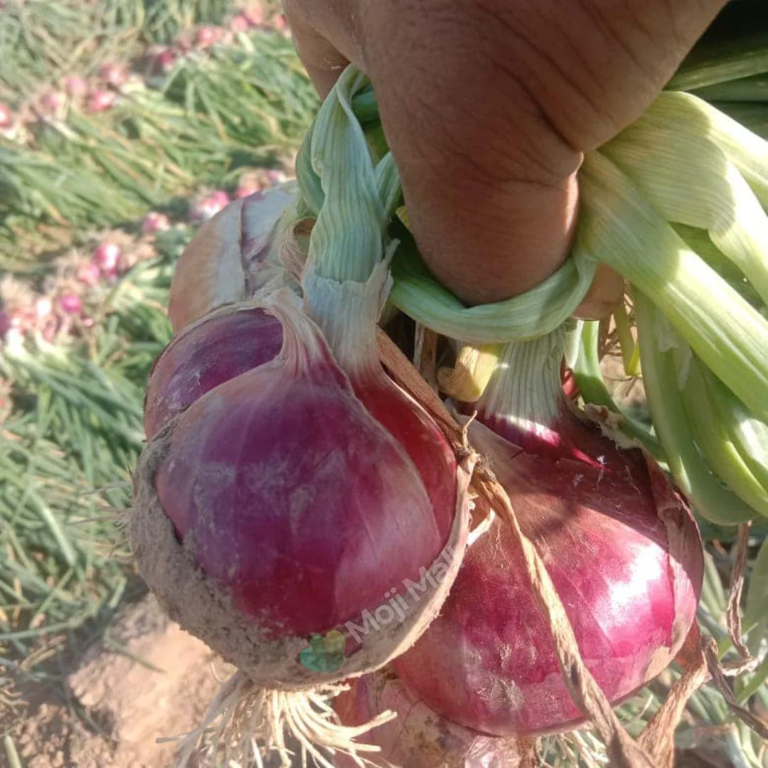 Onion Nasar-puri – 300+ Seeds - Image 2
