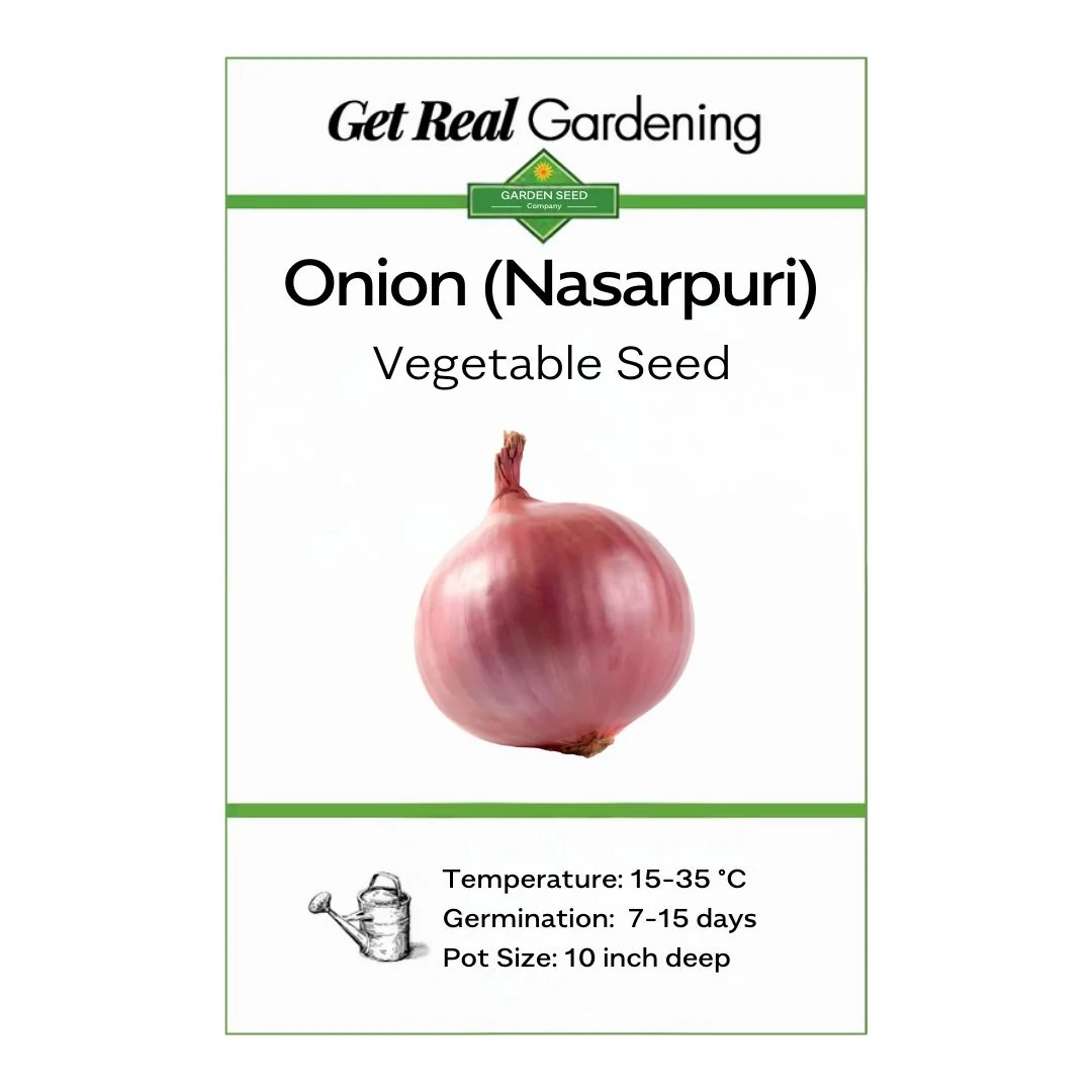 Onion Nasar-puri – 300+ Seeds - Image 3