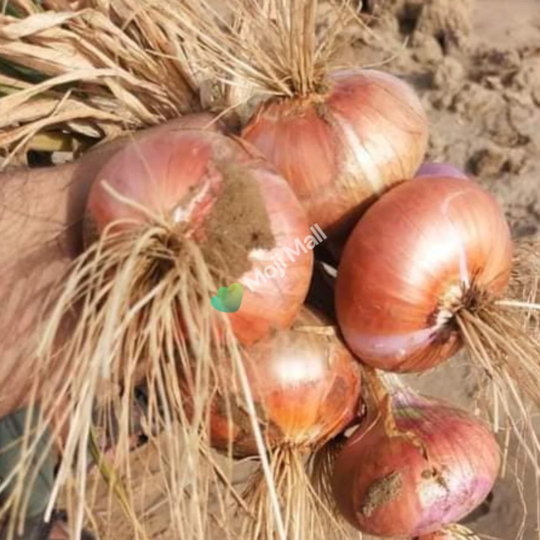 Onion Phulkara – 300+ Seeds - Image 2