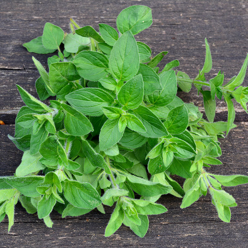 Oregano – 50+ Seeds - Image 3