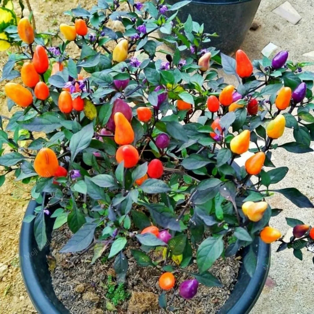 Ornamental Pepper – 20+ Seeds