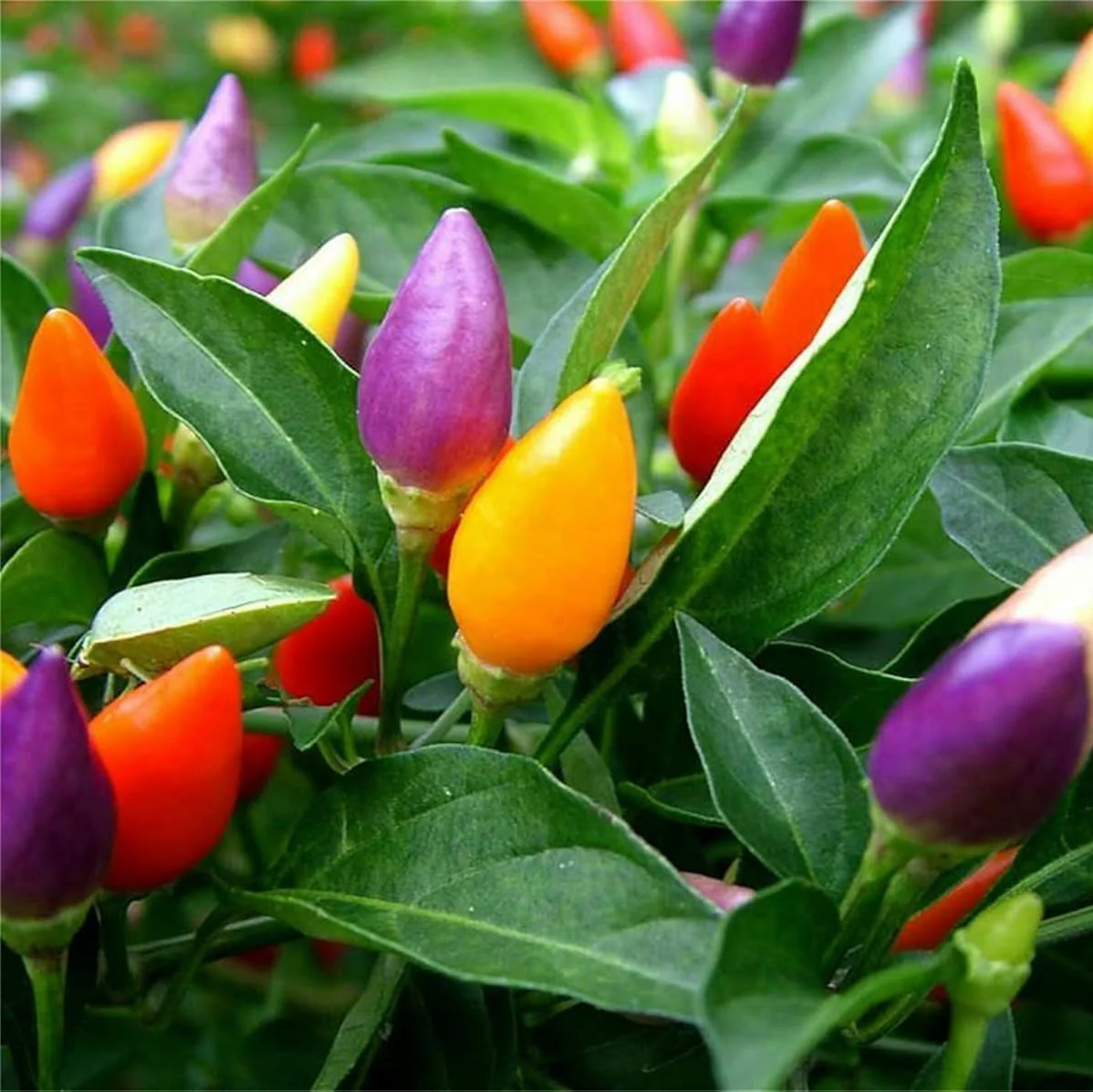 Ornamental Pepper – 20+ Seeds - Image 2