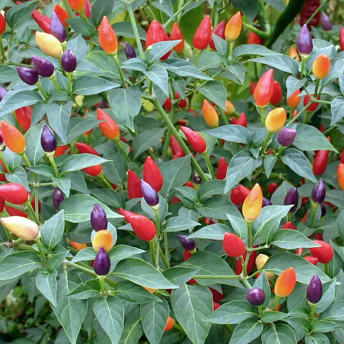 Ornamental Pepper – 20+ Seeds - Image 3