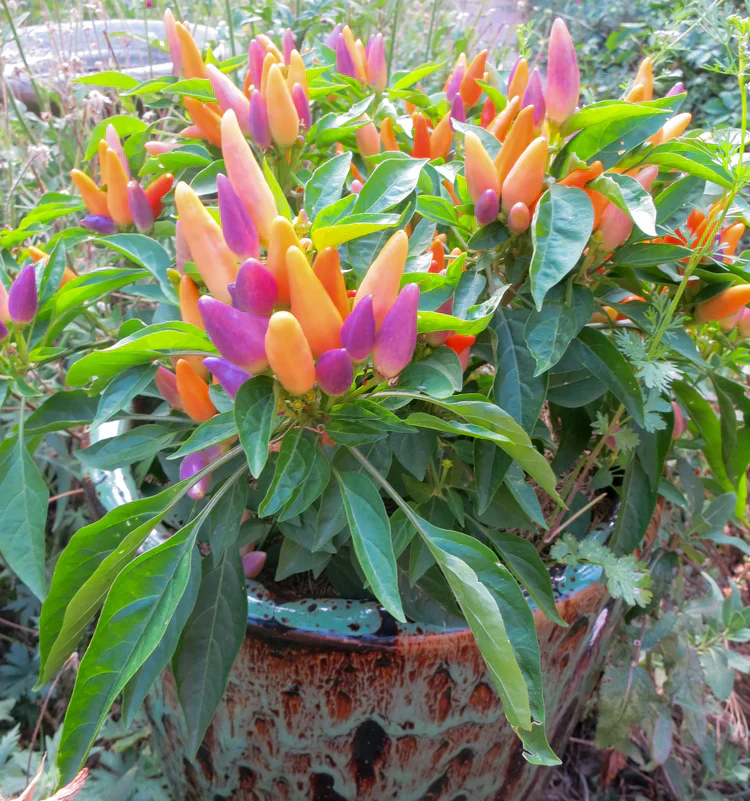 Ornamental Pepper – 20+ Seeds - Image 4