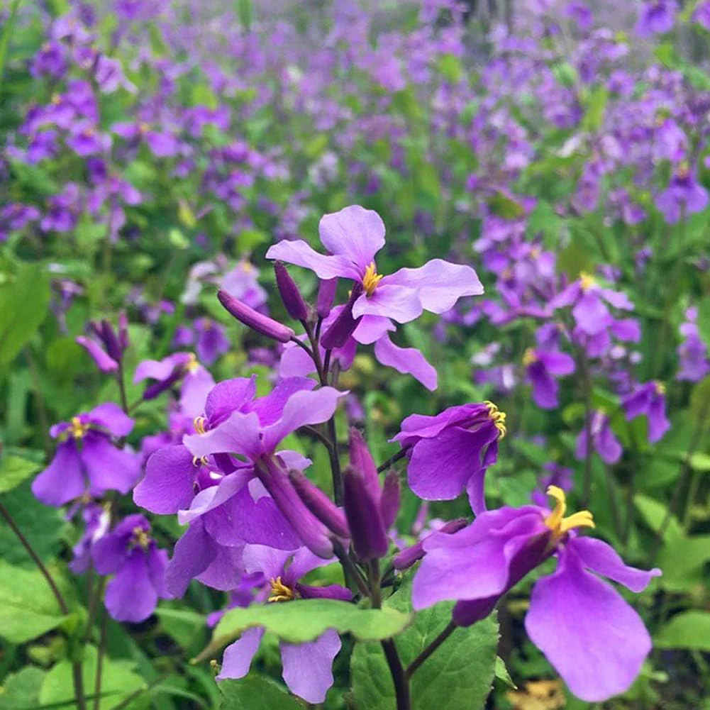 Chinese Violet Cress (Orychophragmus) – Violet Seeds