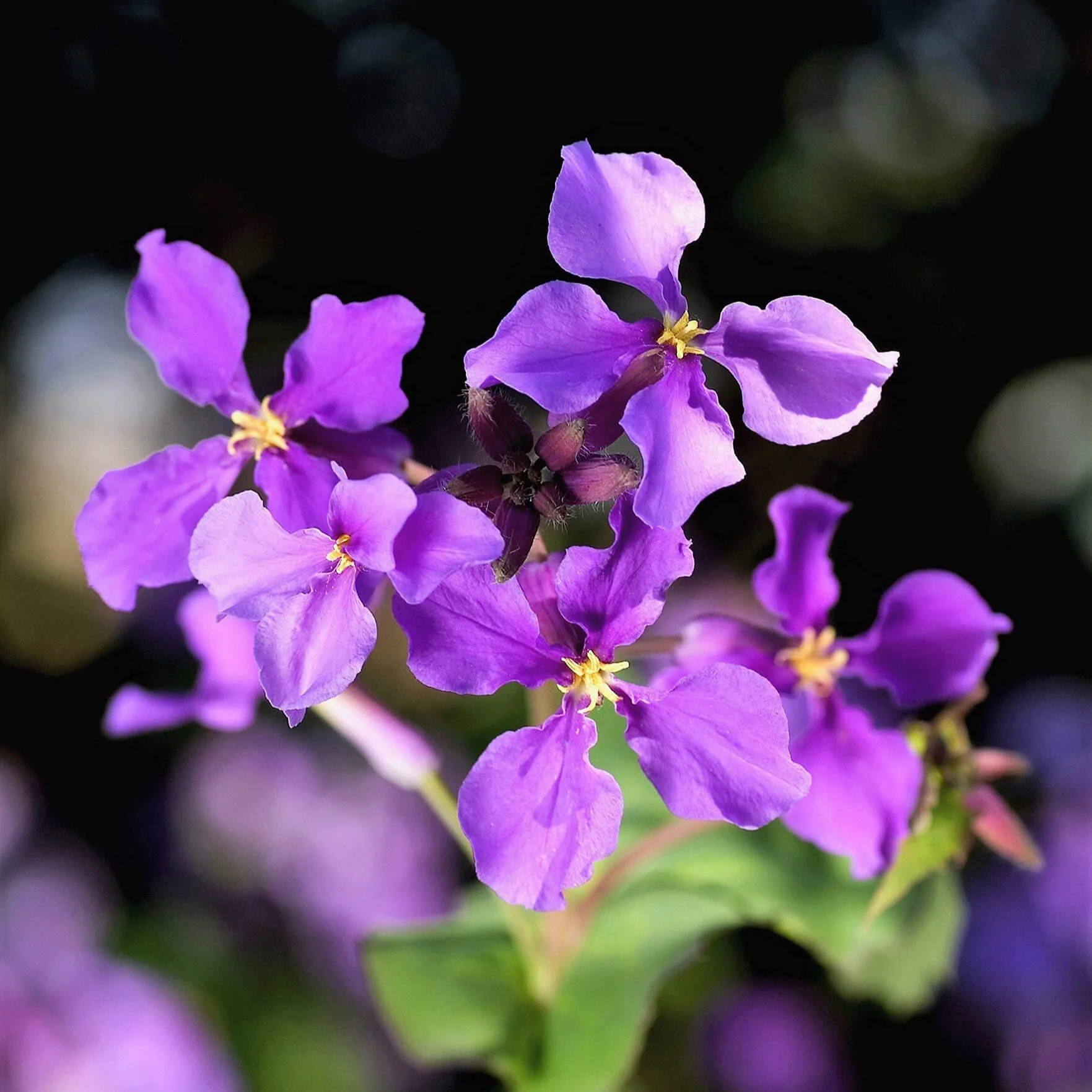 Chinese Violet Cress (Orychophragmus) – Violet Seeds - Image 2