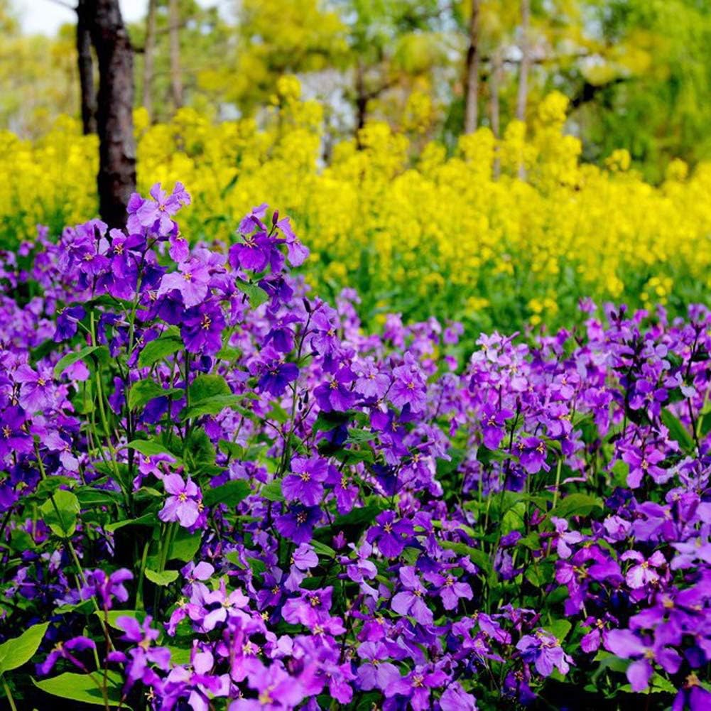 Chinese Violet Cress (Orychophragmus) – Violet Seeds - Image 3