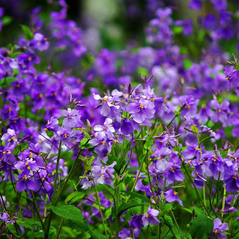 Chinese Violet Cress (Orychophragmus) – Violet Seeds - Image 4