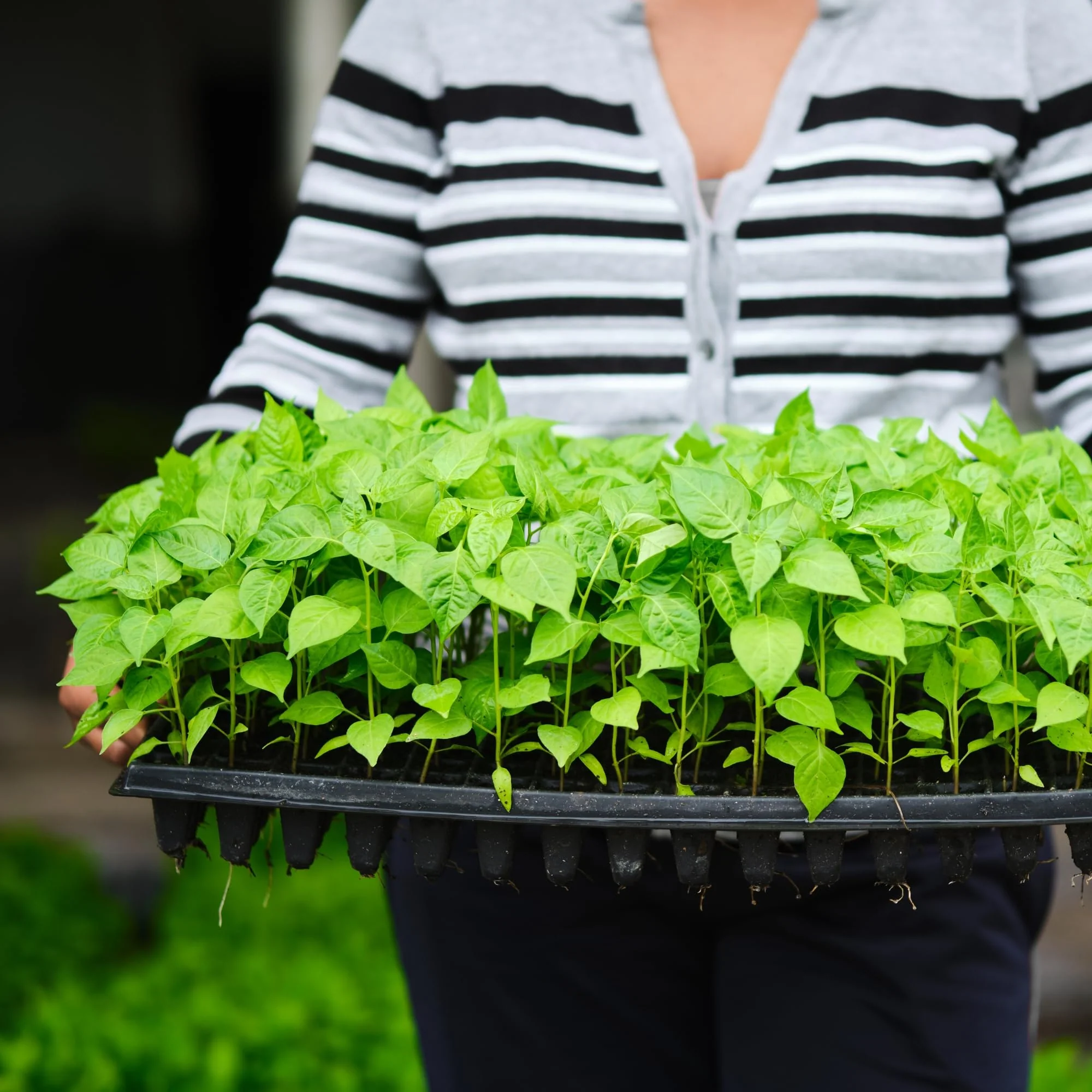 Seedling Tray – 200 Holes - Image 3