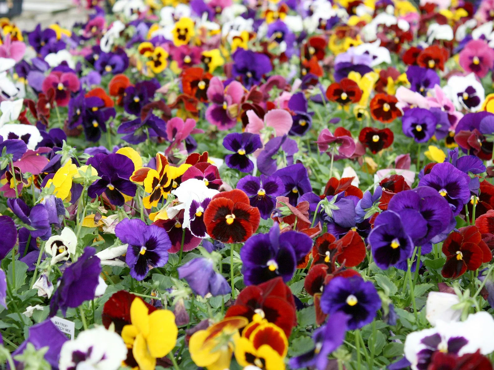 Pansy (گل بنفشہ) Mix – 30+ Seeds - Image 3