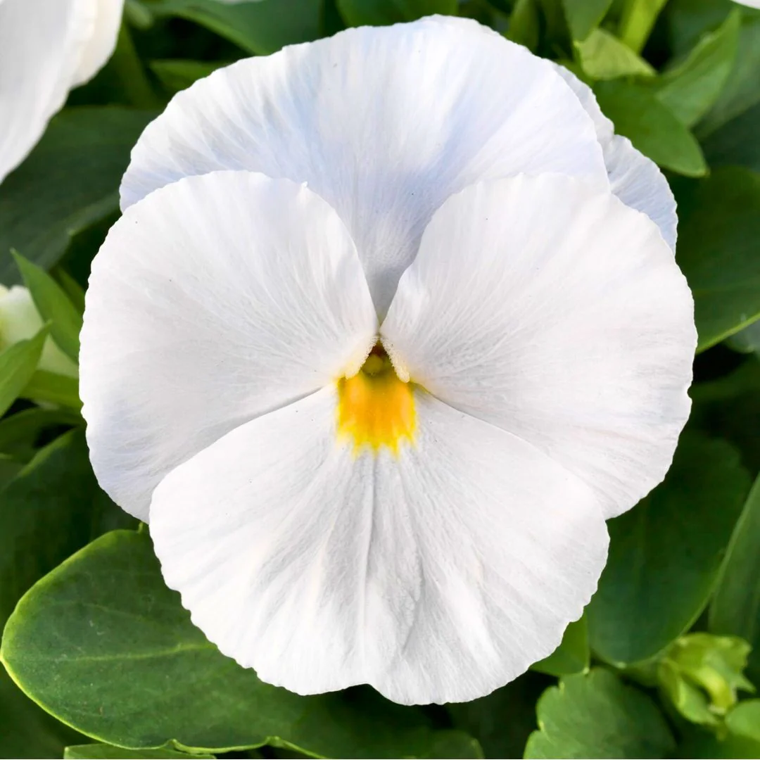 Pansy White – 30+ Seeds (WINTER)