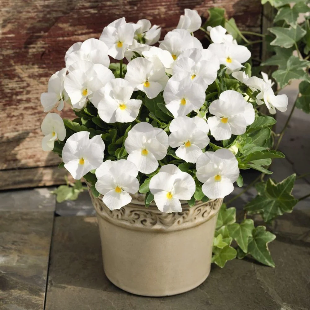 Pansy White – 30+ Seeds (WINTER) - Image 2