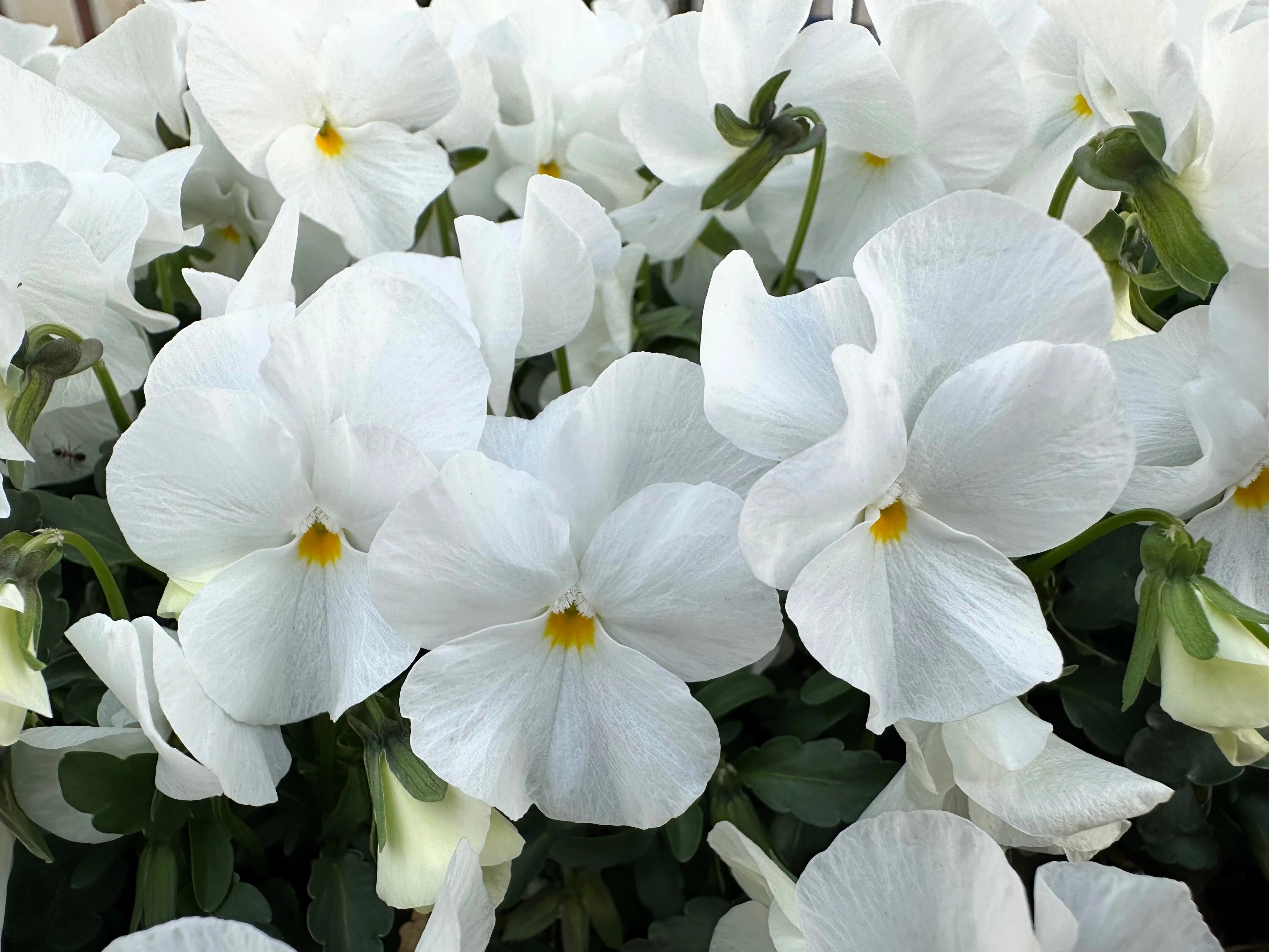 Pansy White – 30+ Seeds (WINTER) - Image 3