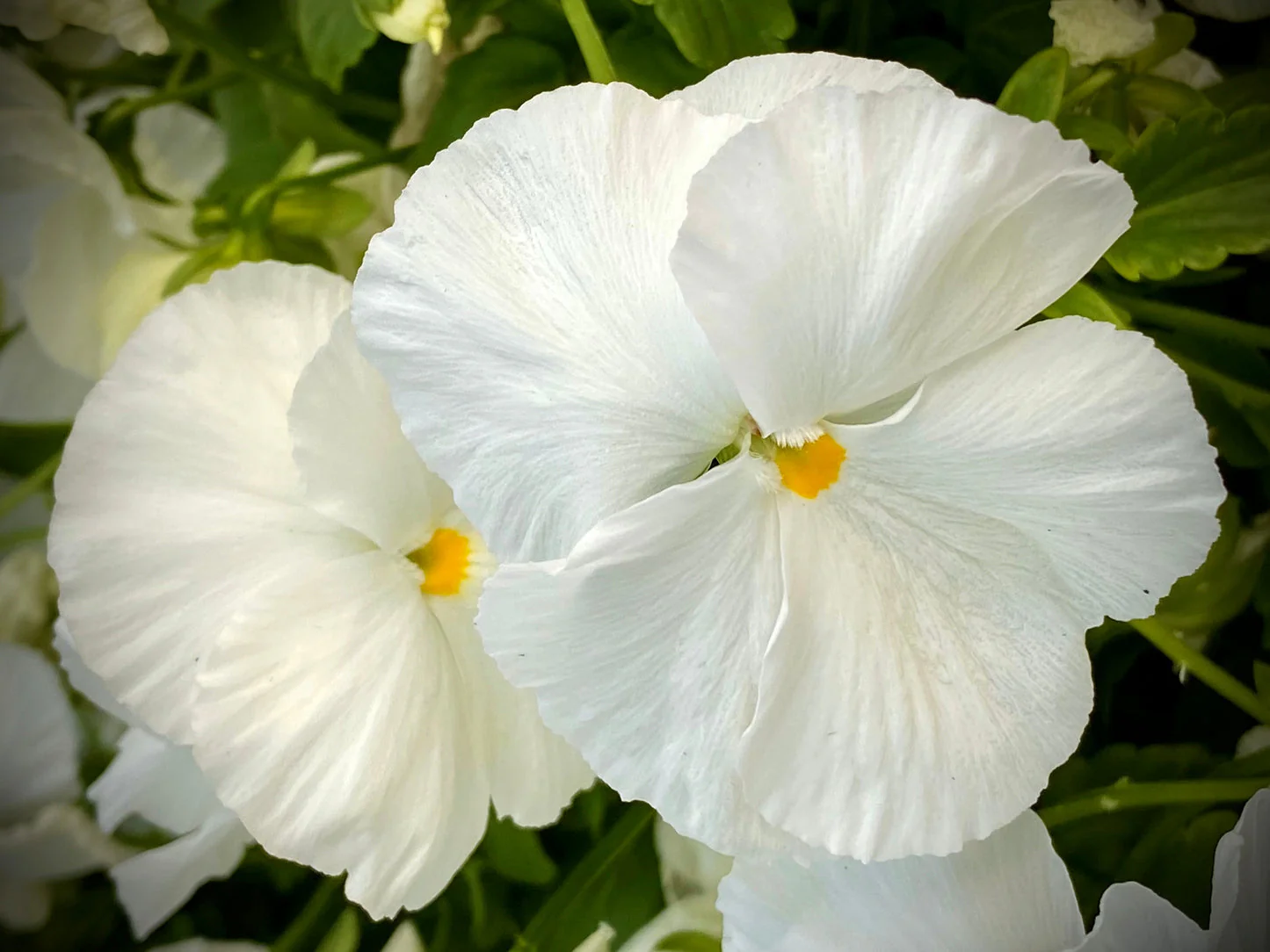 Pansy White – 30+ Seeds (WINTER) - Image 4