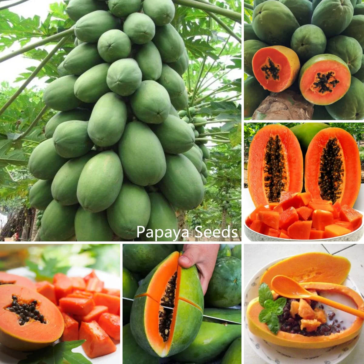 Papaya (Red Lady) – F1 Hybrid 5 Seeds - Image 3