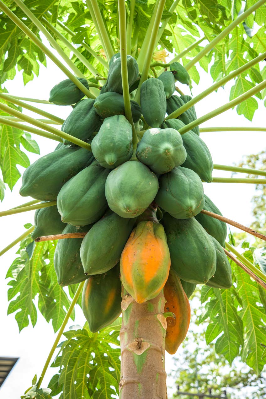 Papaya (Red Lady) – F1 Hybrid 5 Seeds - Image 4