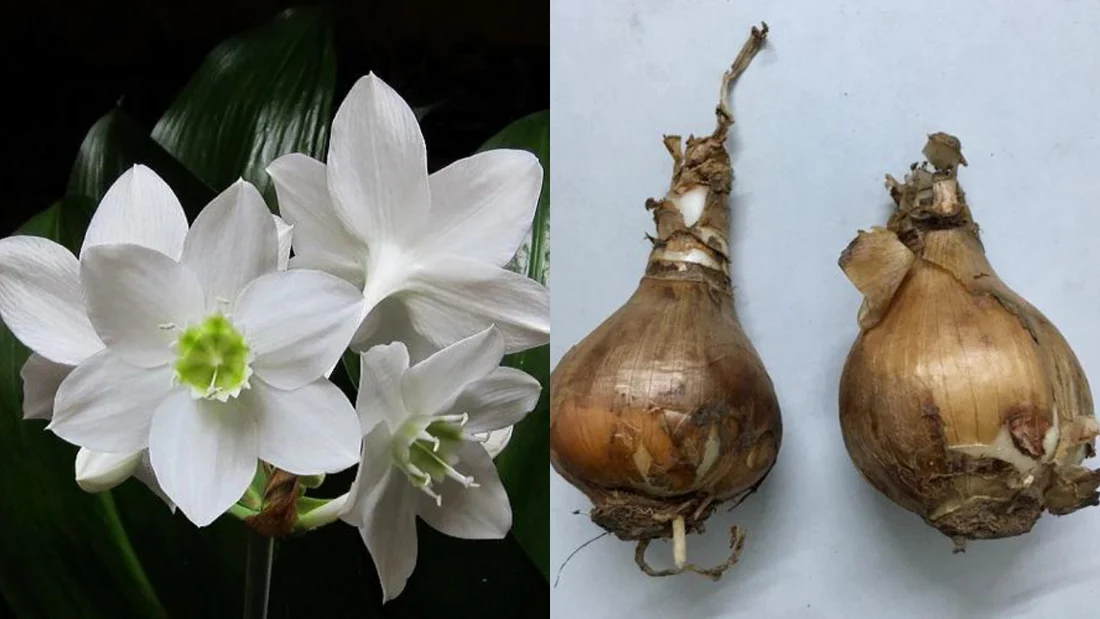 Paper white – Flower Bulbs - Image 3