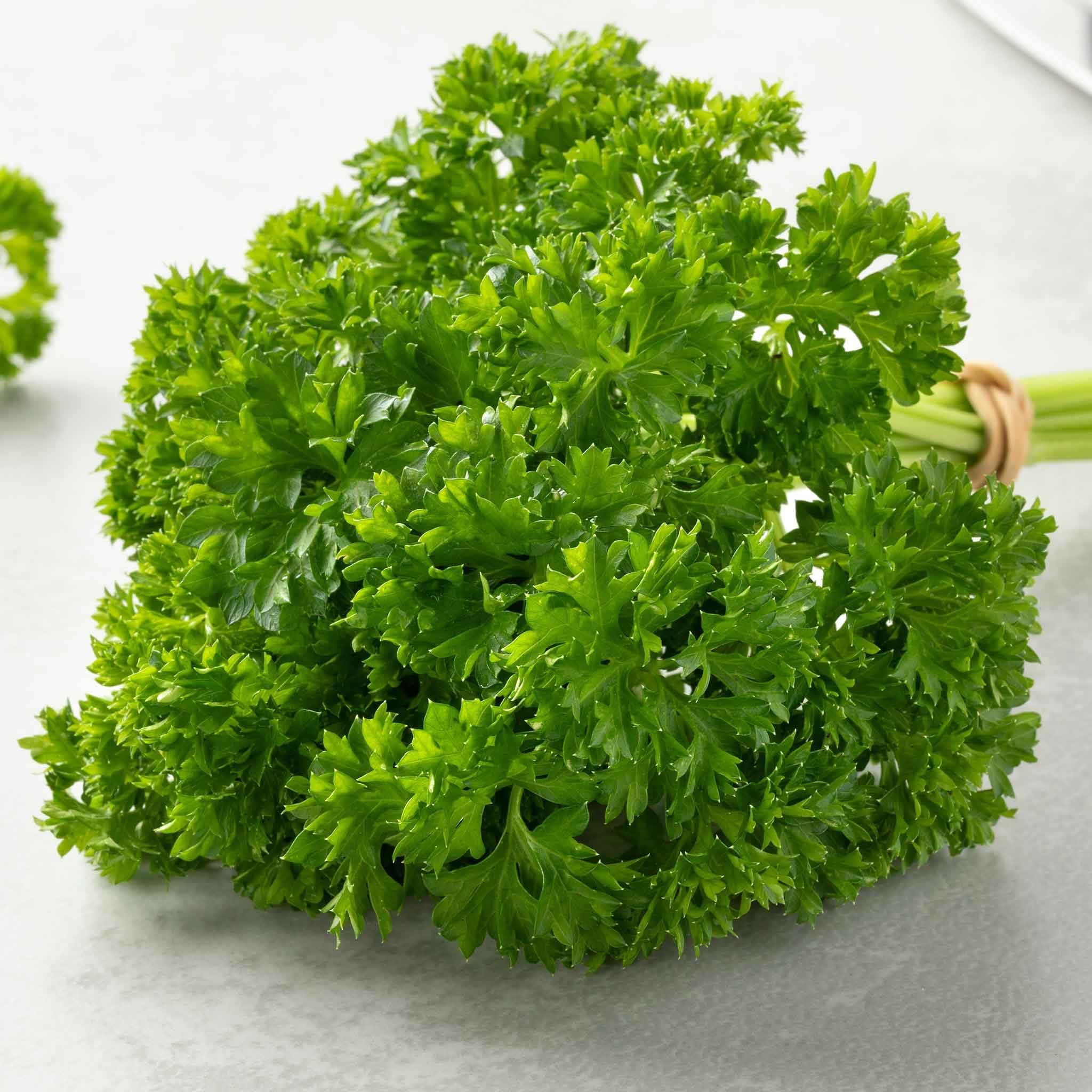 Parsley (پارسلے کے بیج) – 100+ Seeds