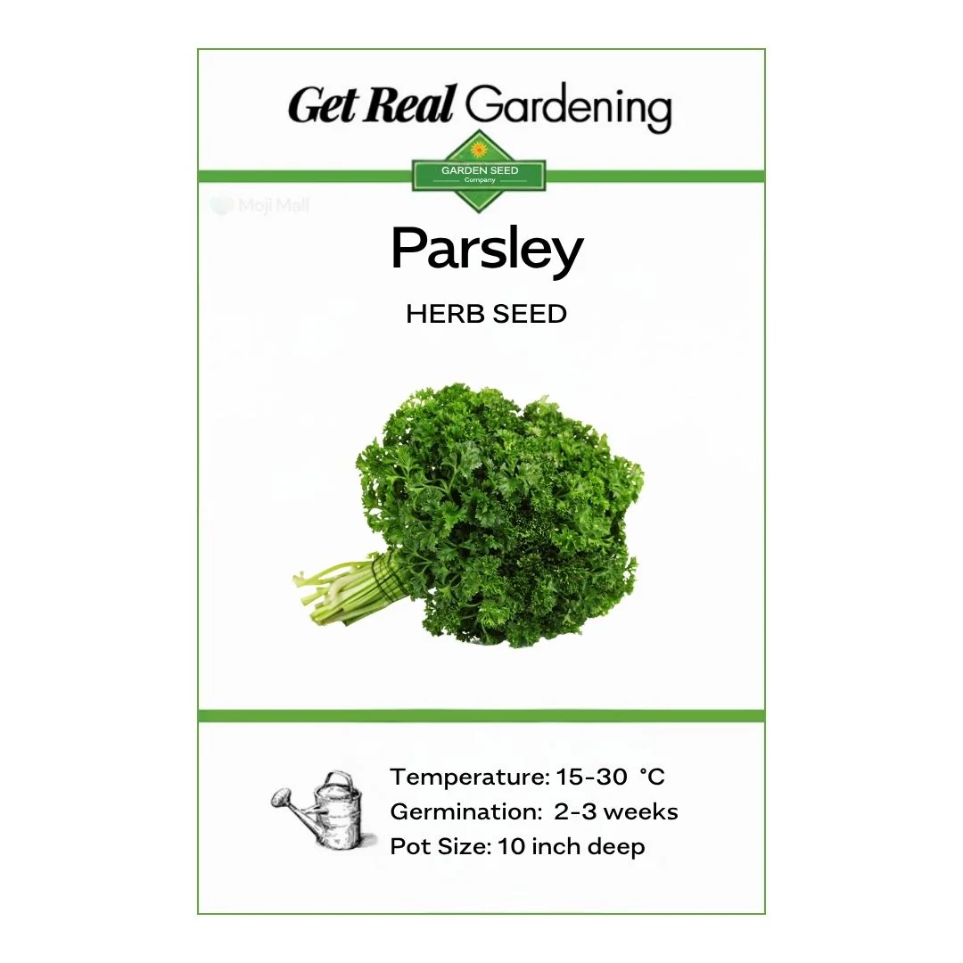 Parsley (پارسلے کے بیج) – 100+ Seeds - Image 2