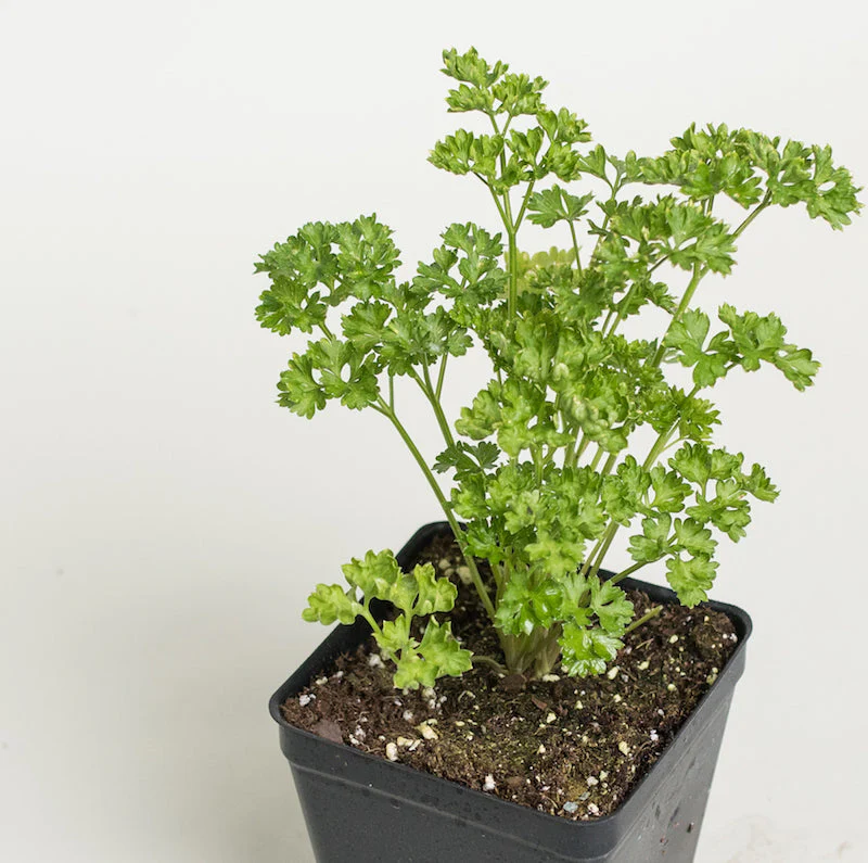 Parsley (پارسلے کے بیج) – 100+ Seeds - Image 3