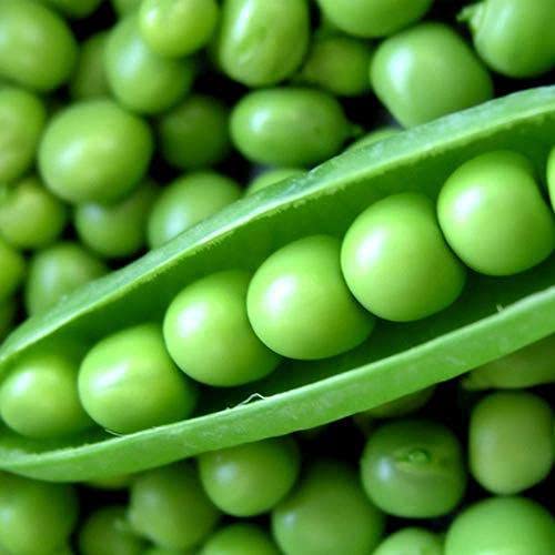 Pea – F1 Hybrid 15+ Seeds - Image 3