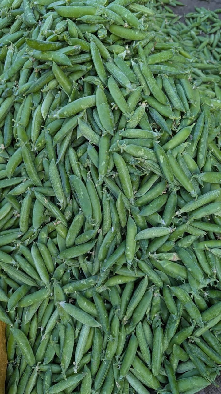 Pea – F1 Hybrid 15+ Seeds - Image 4