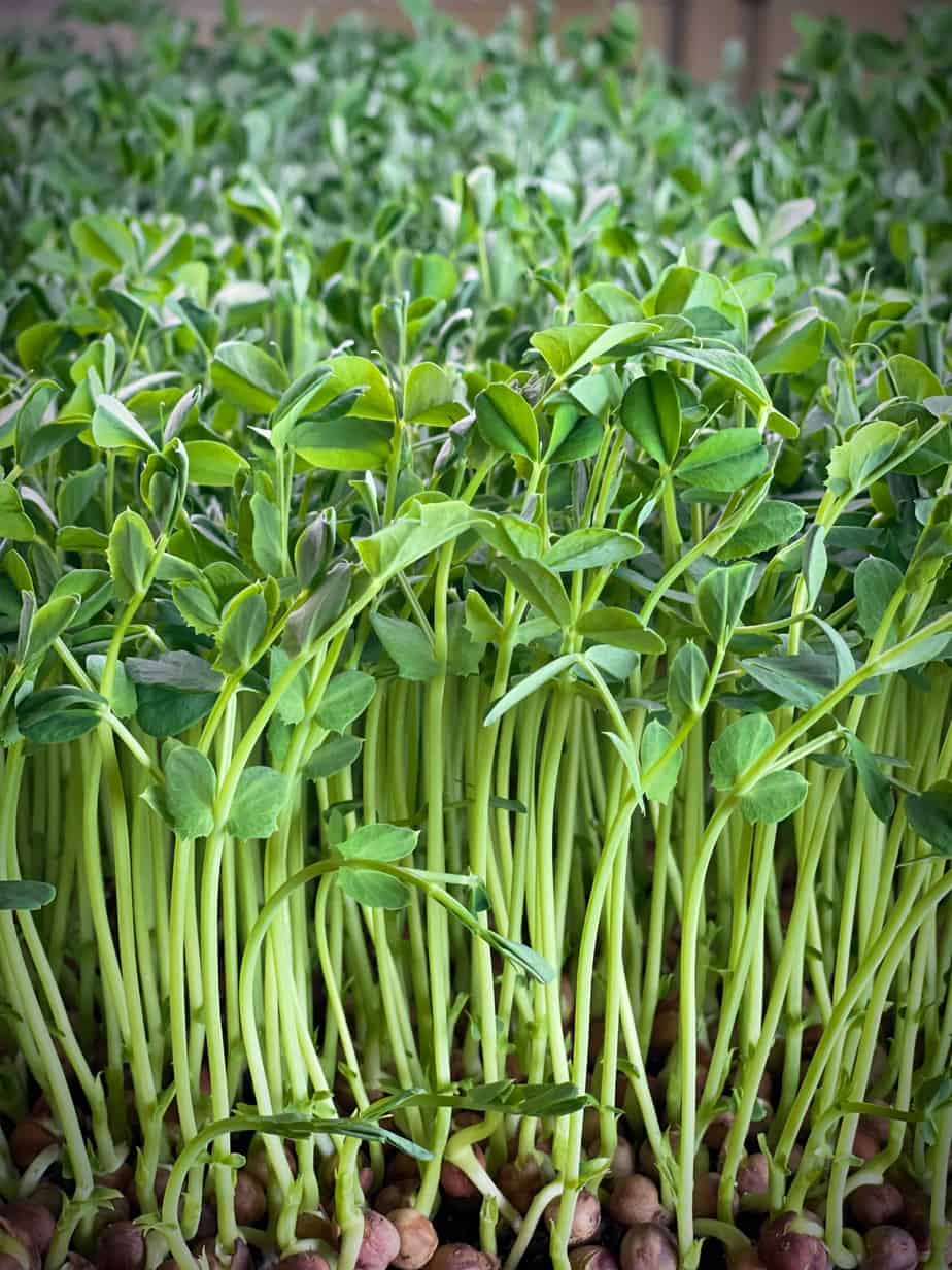 Peas: Microgreens Seeds - Image 3