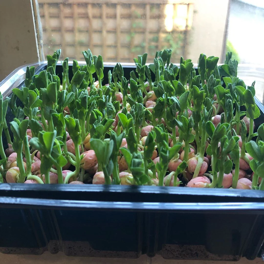 Peas: Microgreens Seeds - Image 4