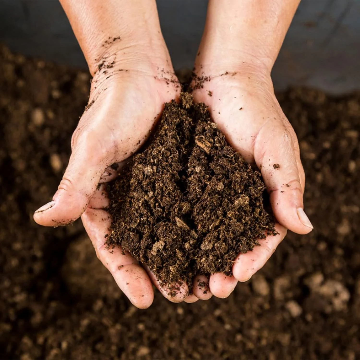 Peat Moss (imported) - Image 3
