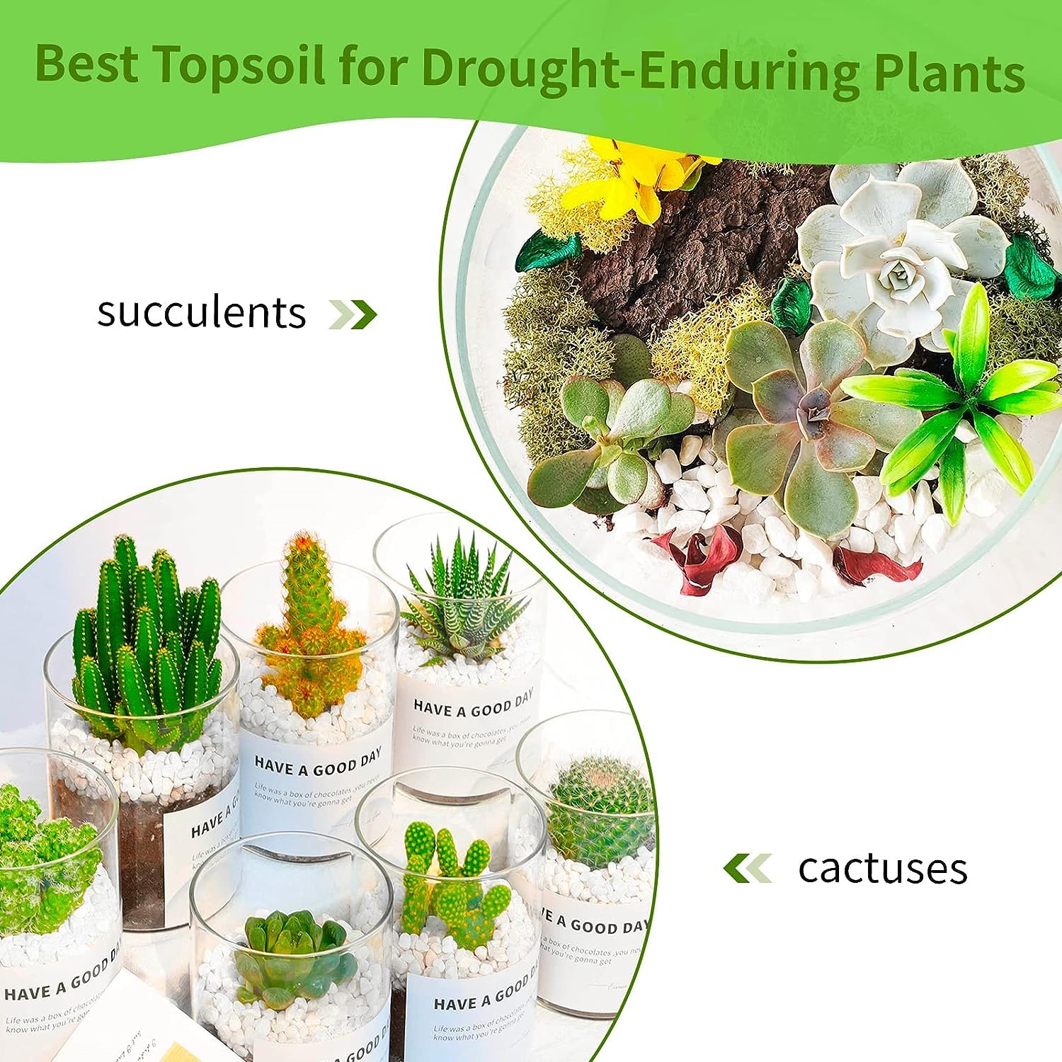 Perlite for Plants (Gulf imported) - Image 3