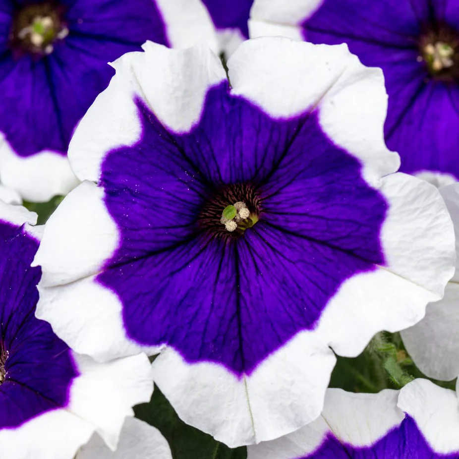 Petunia Blue Picotee – F1 Hybrid 50+ Seeds