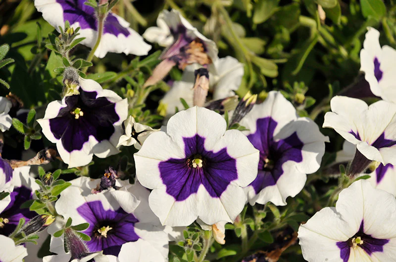 Petunia Blue Picotee – F1 Hybrid 50+ Seeds - Image 2