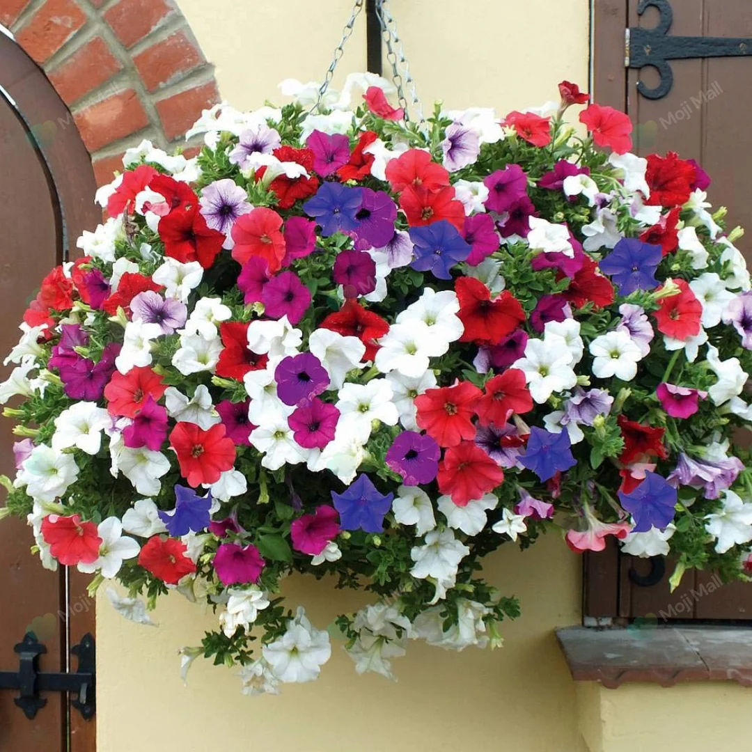 Petunia (گل اطلس) – 100+ Mix Seeds (WINTER)