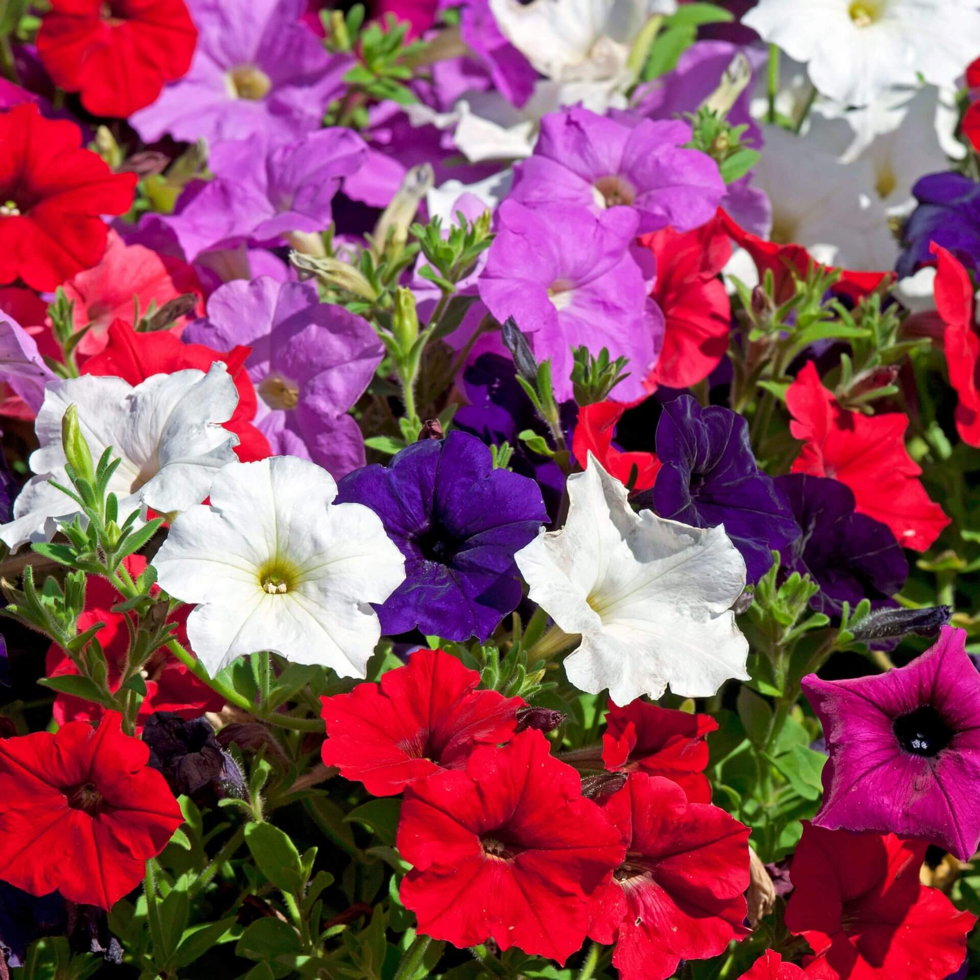 Petunia (گل اطلس) – 100+ Mix Seeds (WINTER) - Image 2