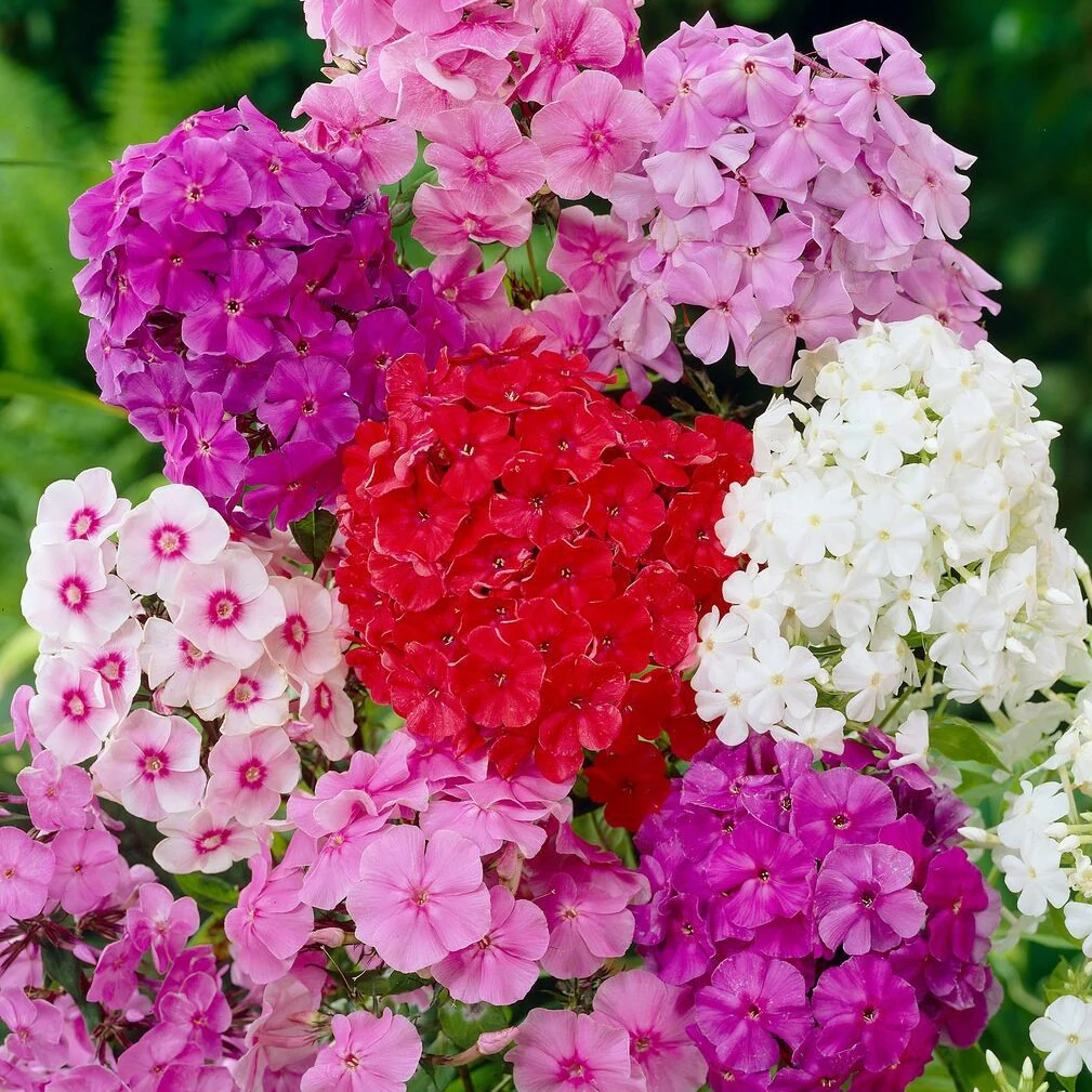 Phlox Mix (گل فلاکس) – 60+ Seeds (WINTER) - Image 3