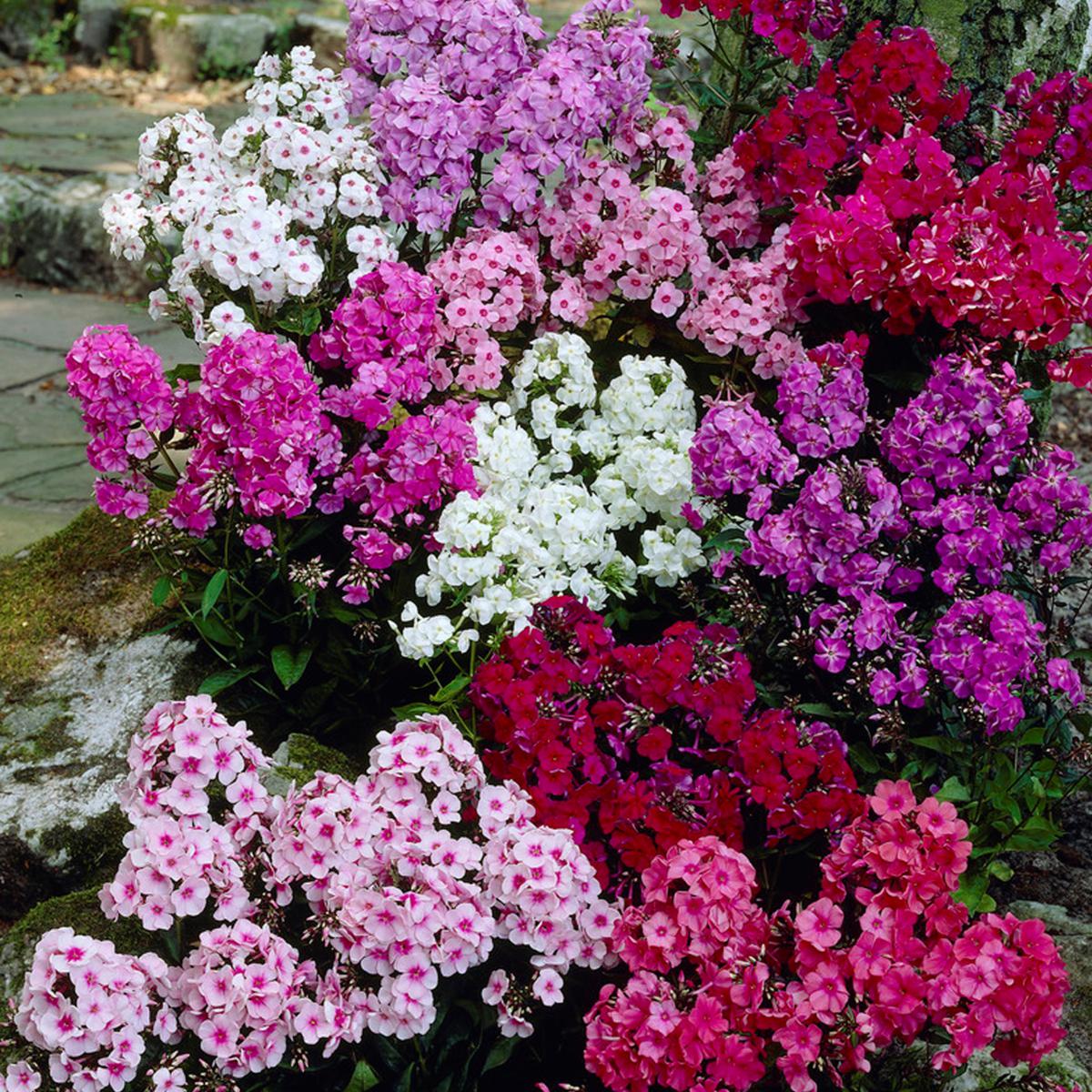 Phlox Mix (گل فلاکس) – 60+ Seeds (WINTER) - Image 4