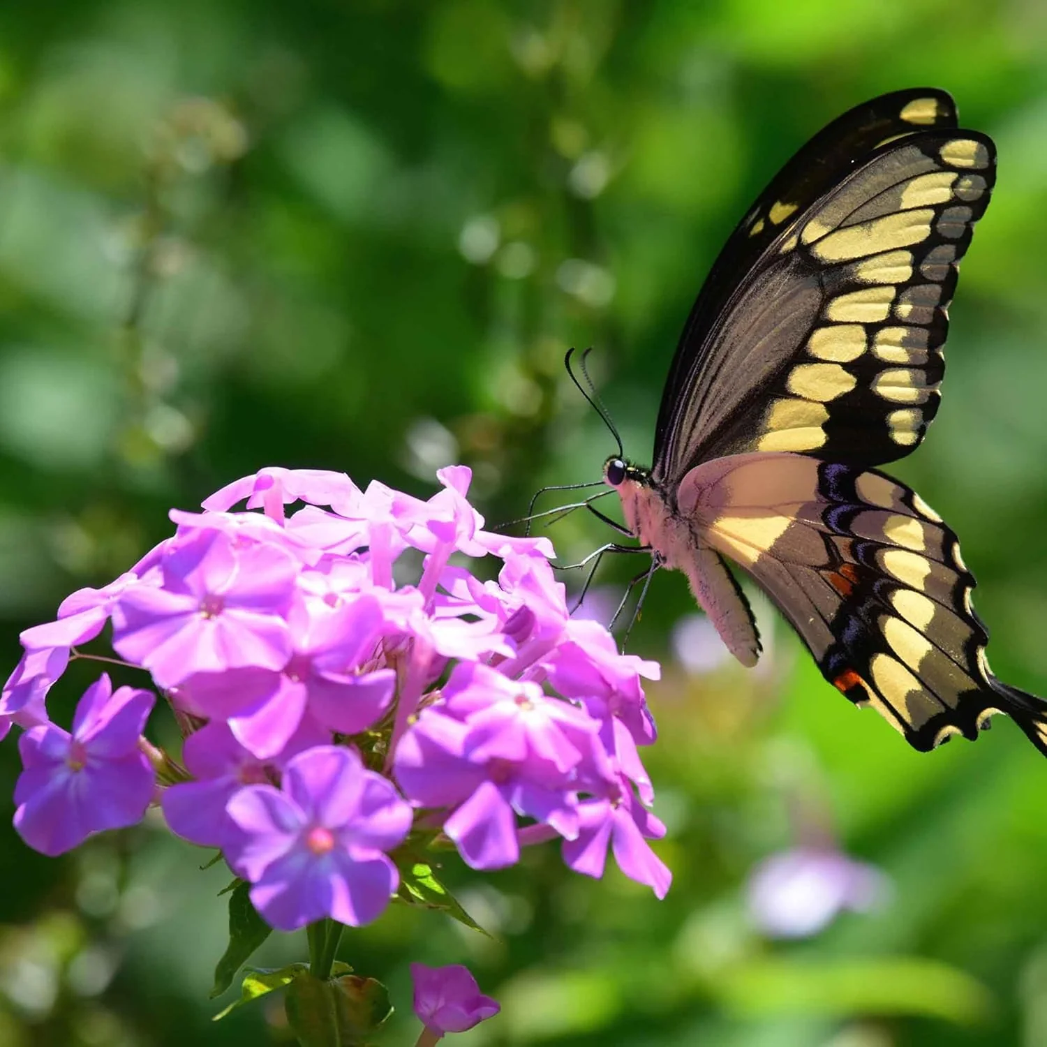 Phlox Mix (گل فلاکس) – 60+ Seeds (WINTER) - Image 5