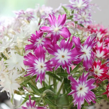 Phlox Twinkles Mix – 60+ Seeds (WINTER) - Image 3