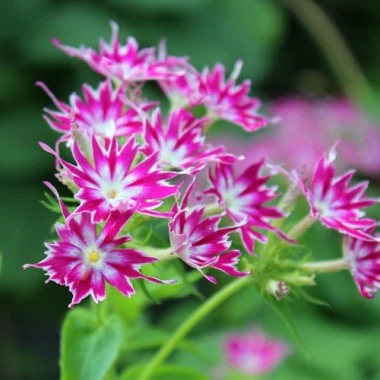 Phlox Twinkles Mix – 60+ Seeds (WINTER) - Image 4
